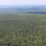 Лес. Фото пресс-службы правительства Иркутской области - Irk.Ru