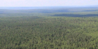 Лес. Фото пресс-службы правительства Иркутской области - Irk.Ru