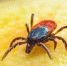 Фото: Pixabay - Мой район