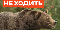 Медведя заметили в районе села Жерлык: будьте бдительны!. - Администрация