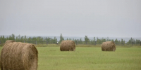 Аграрии Якутии заготовили более 365 тысяч тонн сена - Yakutia-Daily.Ru