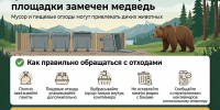 В Бурятии медведи выходят к контейнерным площадкам - ВостокТелеИнформ