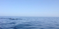 Орловское «Эко море» получило кету из ниоткуда - OrelGrad.Ru