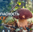 Главное управление МЧС России по Архангельской области напоминает о безопасности в лесу - МЧС Архангельской области