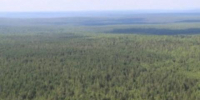 Два крупных лесных пожара потушили в Иркутской области - Baikal24.Ru