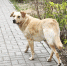 В Госдуме предлагают изменить правила борьбы с бездомными собаками - Юг России
