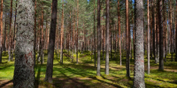 Фото: ПАИ - InformPskov.Ru