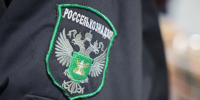 В Красноярском крае уничтожили больше 267 гектаров наркосодержащего растения - Наш Красноярский край