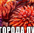 Руководитель фракции СПРАВЕДЛИВАЯ РОССИЯ в Народном Совете ЛНР Геннадий Тараканов поздравил жителей с Днем города Луганска - Справедливая Россия