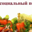 В Красногорском районе Брянщины проходит акция «Напомни социальный погребок» - Красногорская Жизнь