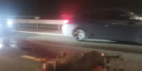 Во Владимирской области перебегавший дорогу лось спровоцировал массовое ДТП на трассе М-12 - Сетевое издание Владимирские новости