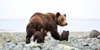 Спасатели МЧС нашли заблудившегося в лесу пенсионера на Камчатке - KamchatkaMedia.Ru