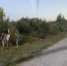 В Куйбышевском районе Новосибирской области в ДТП погиб 12-летний  мальчик - Газета Красноярский рабочий