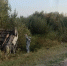 Под Новосибирском 12-летний мальчик погиб в опрокинувшемся «УАЗе» - КП-Новосибирск