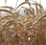 Фото: телеканал «Краснодар» - ТК Краснодар