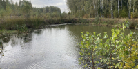 Российской Федерации вернули пруд Богородицкие Кусты - OrelGrad.Ru