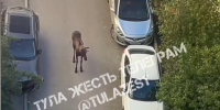 Лось в тульском Мясново попал на видео - ТК Первый Тульский