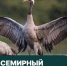 Всемирный день журавля ежегодно отмечается во второе воскресенье сентября - Министерство лесного хозяйства