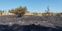 В Обоянском районе в Курской области предотвратили два возгорания вблизи гослесфонда - Городские Известия