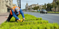 В Петербурге начали проводить стрижку кохии вдоль Московского проспекта для сохранения формы посадок - Петербургский дневник