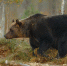 Голодный 2026й что делать чтобы не стать жертвой лесного хищника - Amur.Life
