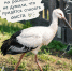 Редкого аиста с подбитым крылом спасли в Приамурье археологи - Amur.Life