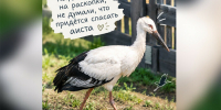 Редкого аиста с подбитым крылом спасли в Приамурье археологи - Amur.Life