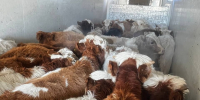 Фото предоставлено пресс-службой Управления Россельхознадзора по Иркутской области и Республике Бурятия - Buryatiya.Com