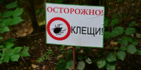 Клещи не сдаются: 223 жителя Ульяновской области пострадали от укусов за неделю - Ulyanovsk.Express