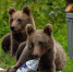 Фото: Sebastian_Photography/Shutterstock/Fotodom - Ямал-Медиа