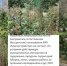 Заросли выше человеческого роста: таганроженка сообщила о заброшенной спортплощадке, а в ответ получила отписку от властей - Bloknot-Taganrog.Ru