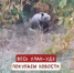 За сутки в Бурятии ликвидировали 14 медведей - Infpol.Ru