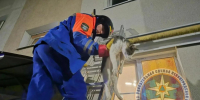 Из окна в Ушаках спасали кошку - 47 новостей