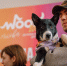 Благотворительный фестиваль WOOF пройдет в Москве 17 и 18 октября - Район Западное Дегунино