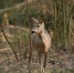 Фото: https://minleshoz.pnzreg.ru - Penza-Post.Ru