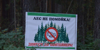 "Чистый лес". - Каргапольский муниципальный округ