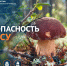 Главное управление МЧС России по Архангельской области напоминает о безопасности в лесу - Сетевое издание Север