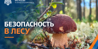 Главное управление МЧС России по Архангельской области напоминает о безопасности в лесу - Сетевое издание Север