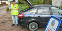 В Воронеже бесплатно вакцинируют кошек и собак от бешенства - ГТРК Воронеж