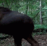 фотоловушки заповедника - Kaluga-Poisk.Ru