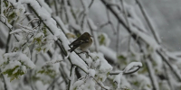Снег выпадет в некоторых районах Якутии 15 сентября - Комсомольская Правда