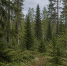 Нейросеть - Syktyvkar.1istochnik.Ru