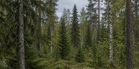 Нейросеть - Syktyvkar.1istochnik.Ru