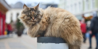 Кошка угнала машину и устроила ДТП в Казахстане - Комсомольская Правда