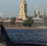 Максим Мейксин призвал скептически относиться к видео с косатками в Неве - Spbdnevnik.ru