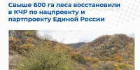 Свыше 600 га леса восстановили в КЧР по нацпроекту и партпроекту Единой России - Газета День республики