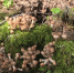 Грибной бум в Челябинской области: опята собирают вёдрами за полтора часа - Магсити74