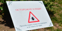 Почти 60 крымчан заразились боррелиозом из-за укусов клещей - Крымская правда