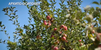 В Геленджике стартовала уборка яблок — урожай обещает быть щедрым - ИА Медиа Ток
