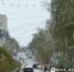 В Белгороде отремонтируют 10 км дорог и высадят 400 деревьев - Сетевое издание Победа 31